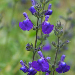 Sauge bleue / Salvia microphylla caerulus